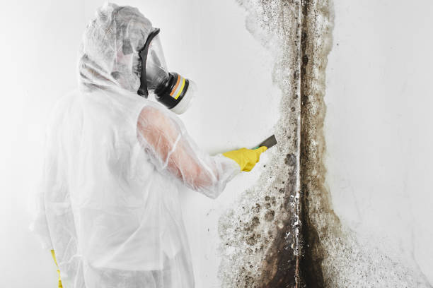 Best Forensic Mold Investigation  in Junction City, CA